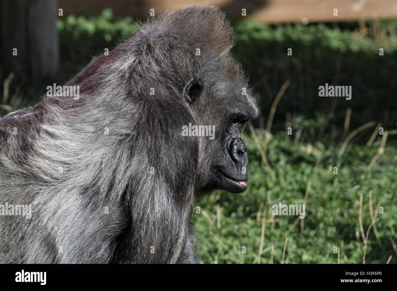 Gorille de plaine de l'Ouest Banque D'Images