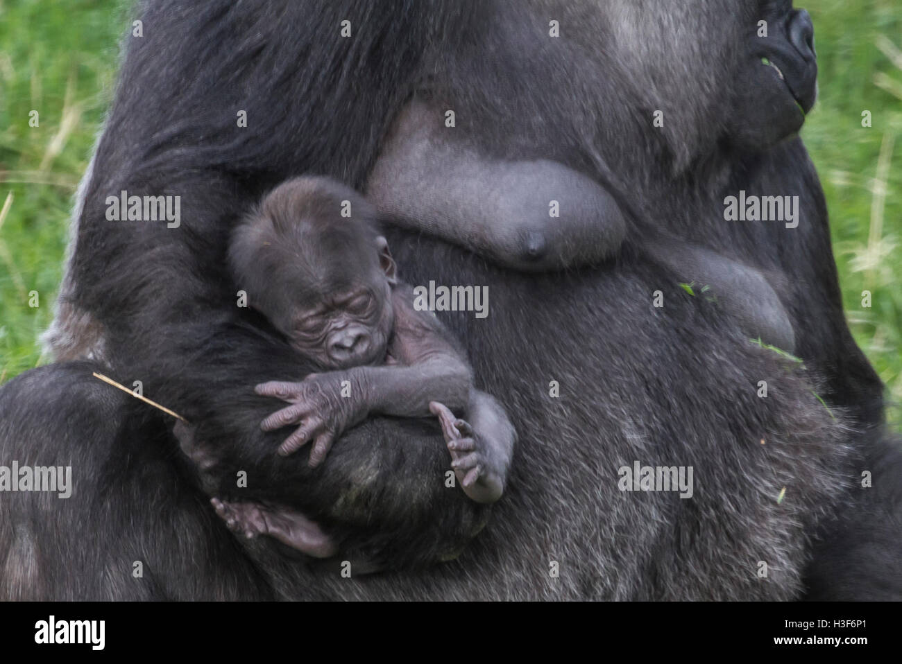Femelle Gorille de plaine de l'Ouest et de l'enfant Banque D'Images