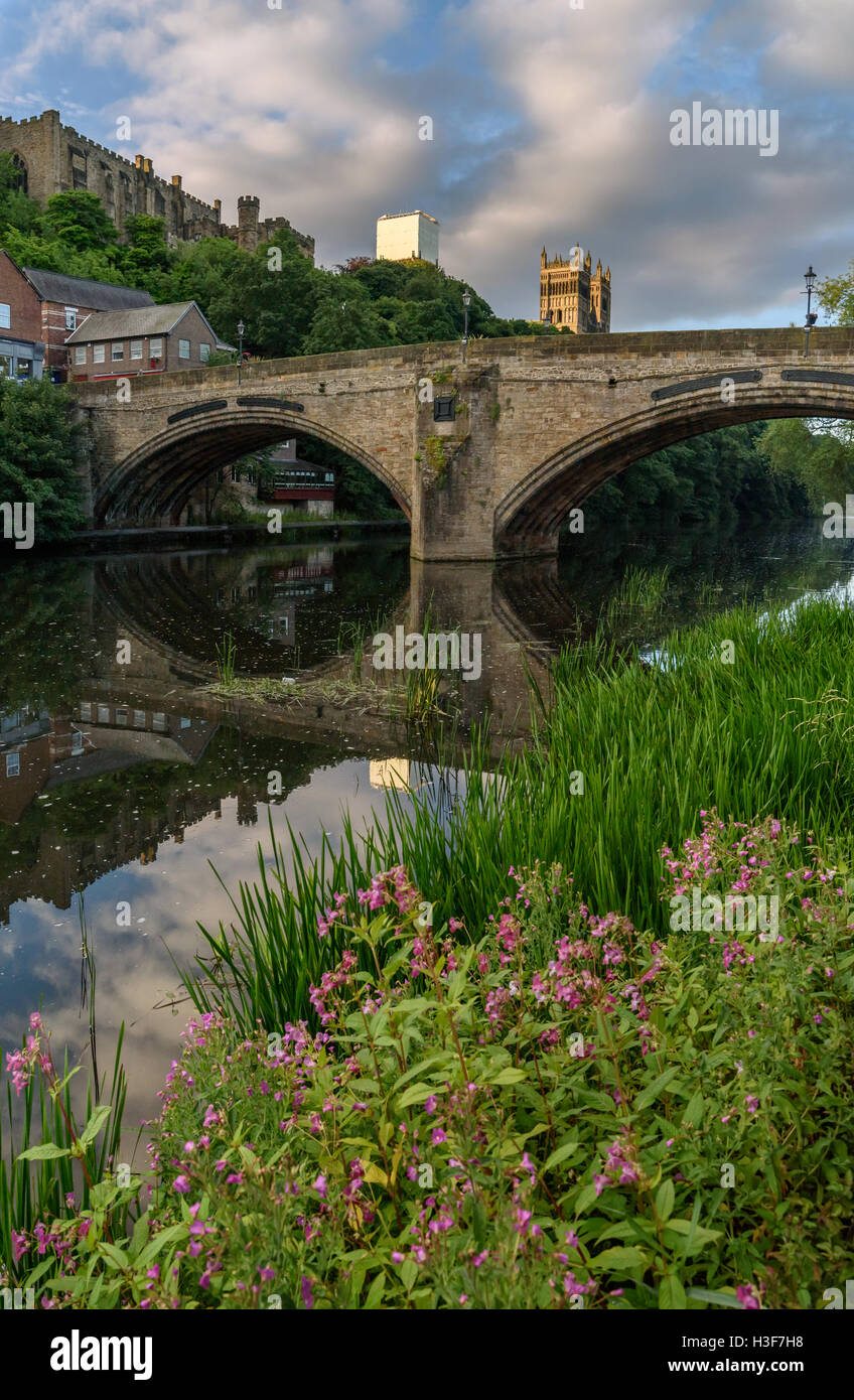 Fleurs sauvages sur la banque du fleuve Weir qui passe par la ville de Durham, en Angleterre. Banque D'Images