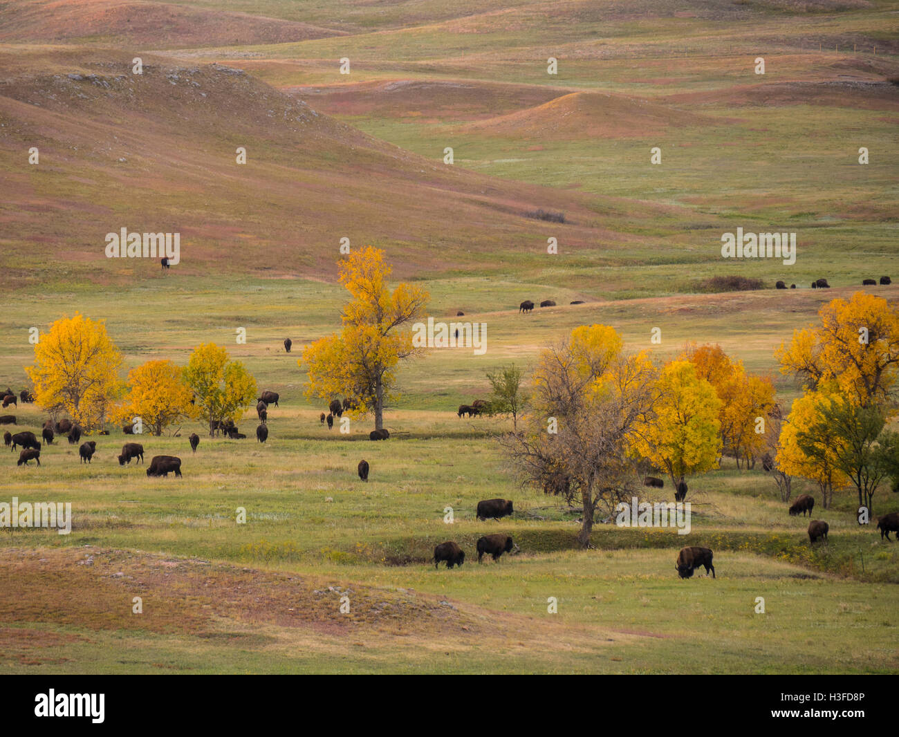 Le bison des plaines, Custer State Park, dans le Dakota du Sud. Banque D'Images