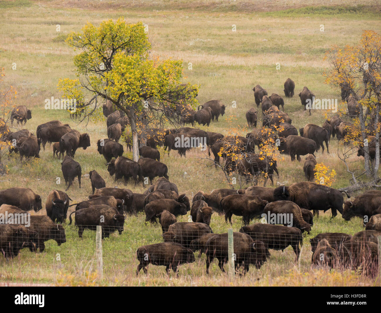 Buffalo Roundup, au sud dans la zone de visualisation, Custer State Park, dans le Dakota du Sud. Banque D'Images