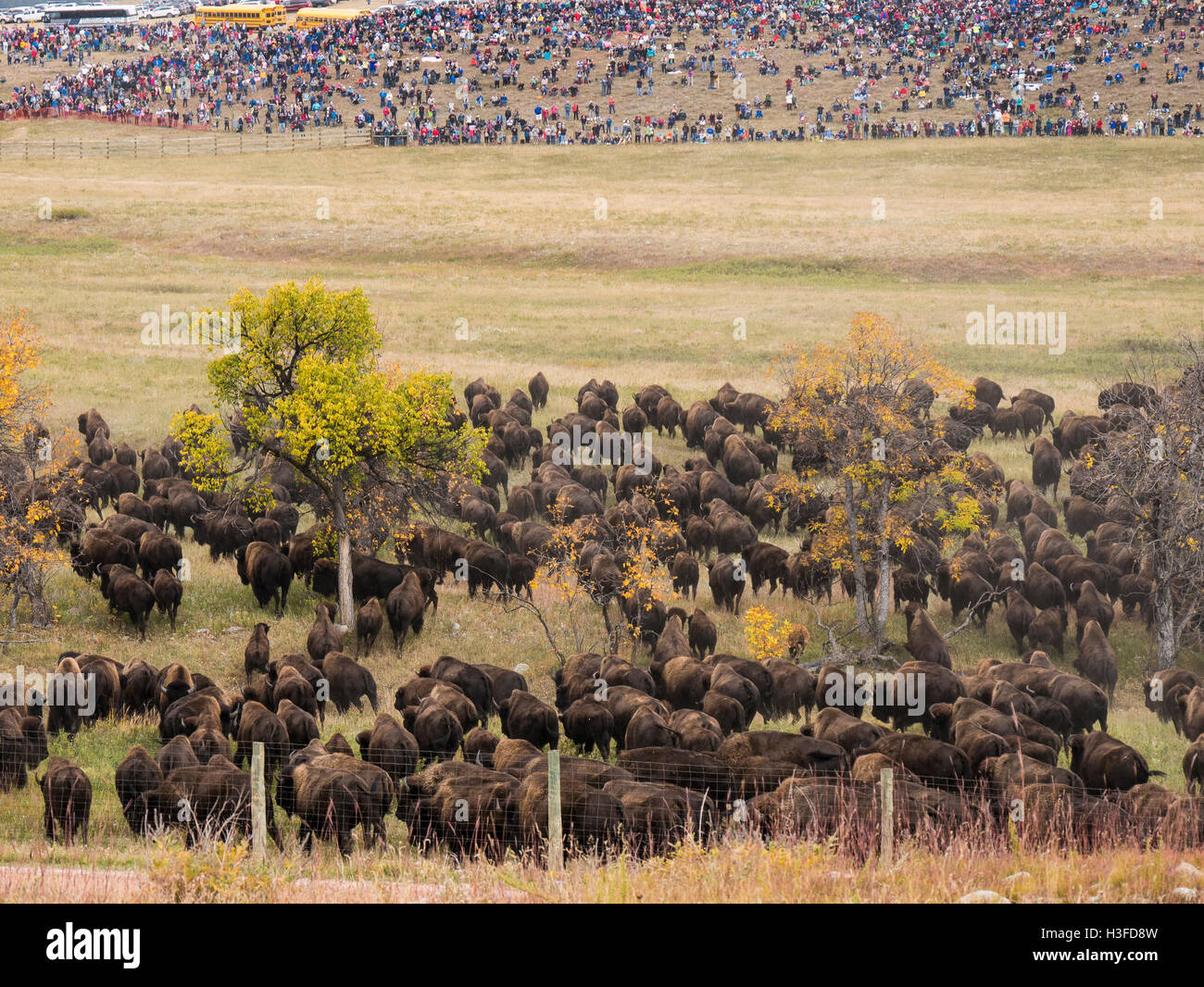Buffalo Roundup, au sud dans la zone de visualisation, Custer State Park, dans le Dakota du Sud. Banque D'Images