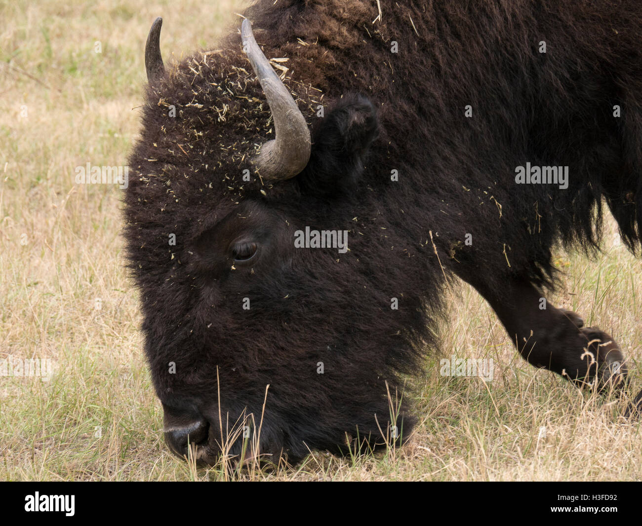 Le bison, Custer State Park, dans le Dakota du Sud. Banque D'Images