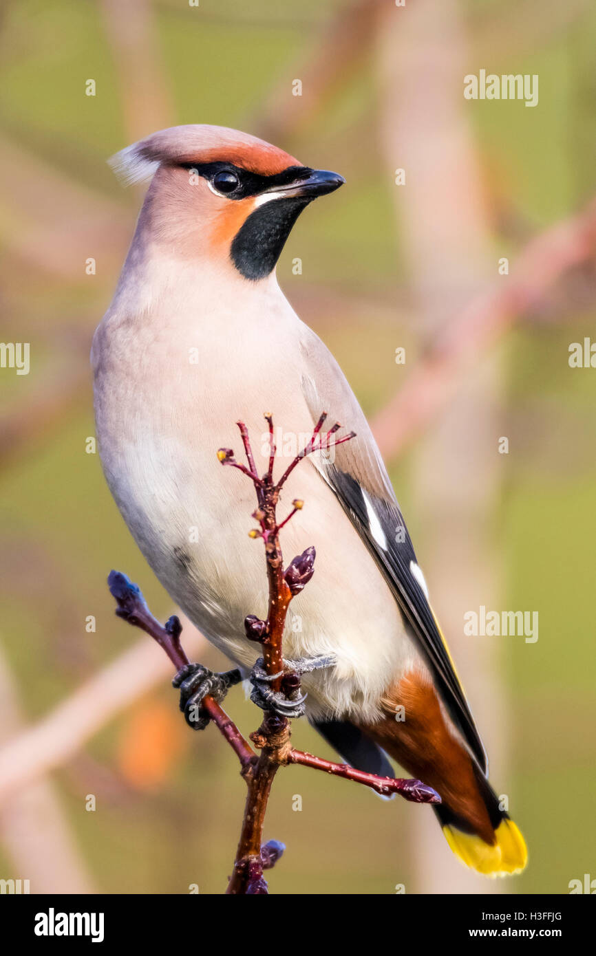 Jaseur boréal (Bombycilla garrulus) Banque D'Images