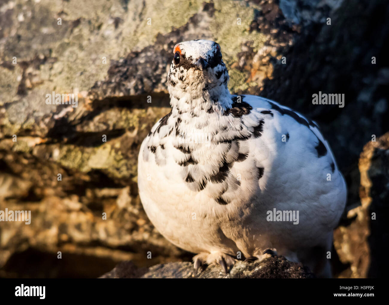 Lagopède mâle changeant en plumage d'été Banque D'Images