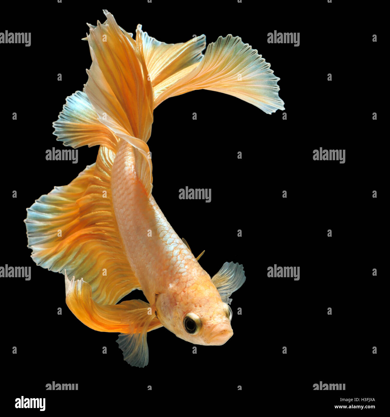 Betta poisson, poisson combattant siamois d'or 'half moon' isolé sur fond noir mouvement magnifique macro photo Banque D'Images
