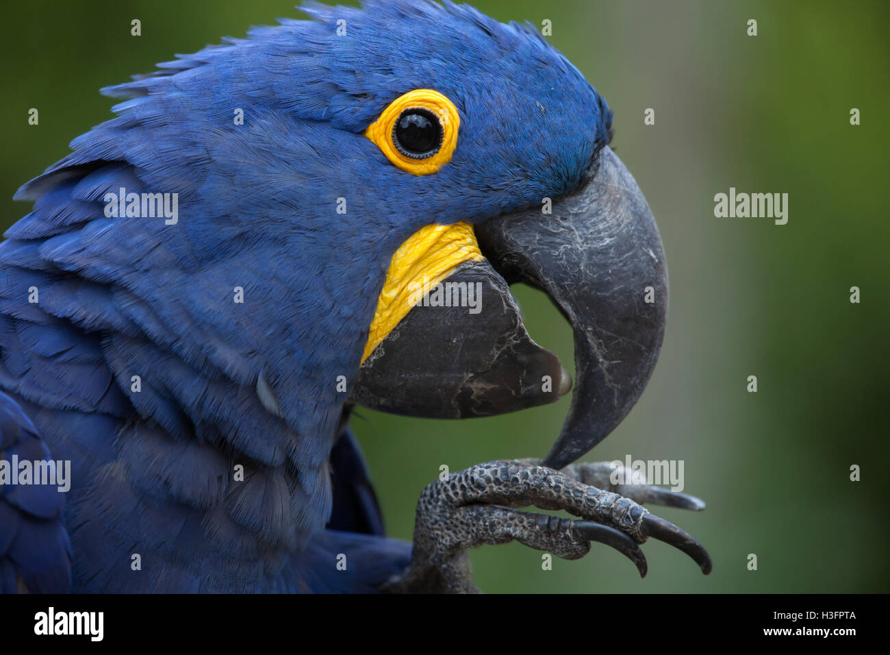Anodorhynchus hyacinthinus Hyacinth macaw (). Des animaux de la faune. Banque D'Images