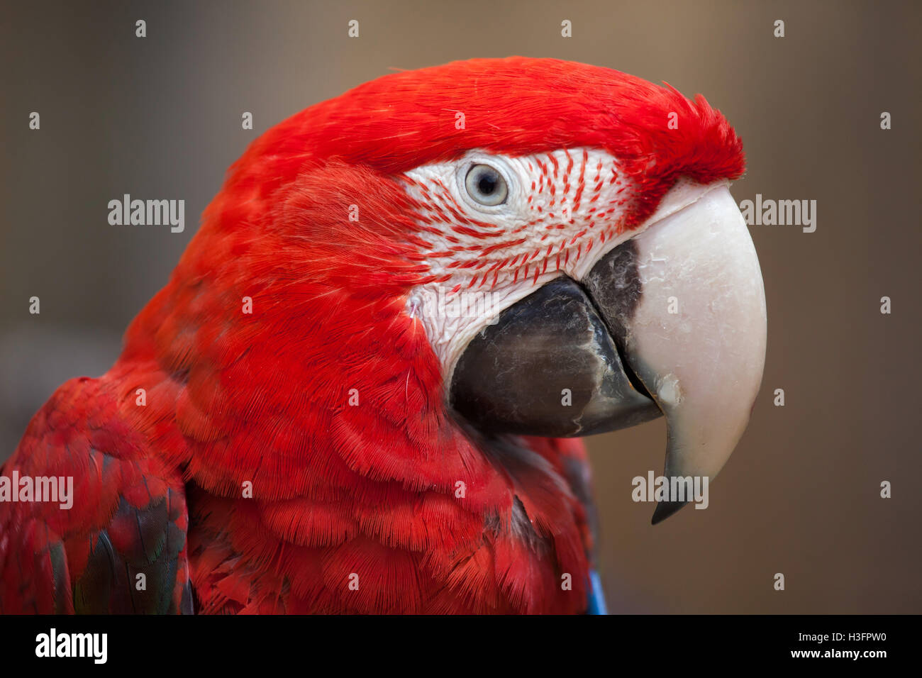 GGreen-winged macaw (Ara chloropterus), également connu sous le nom de red-et-ara vert. Banque D'Images