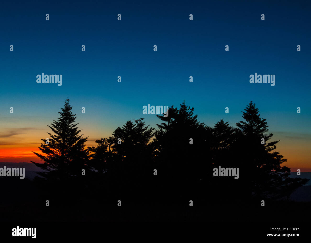 Silhouette d'Pines au coucher du soleil avec un ciel clair et des traces d'orange Banque D'Images