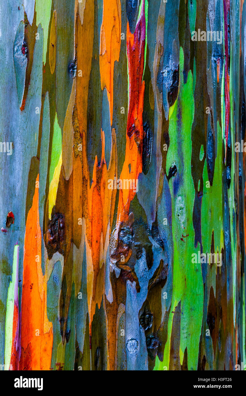 De près de l'écorce de l'arbre d'Eucalyptus Arc-en-ciel à Hawaii. Banque D'Images