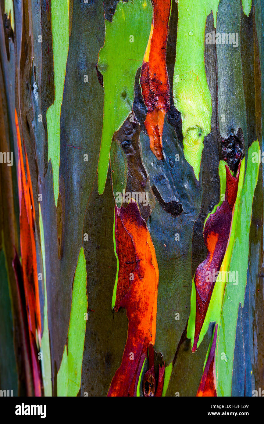 De près de l'écorce de l'arbre d'Eucalyptus Arc-en-ciel à Hawaii. Banque D'Images