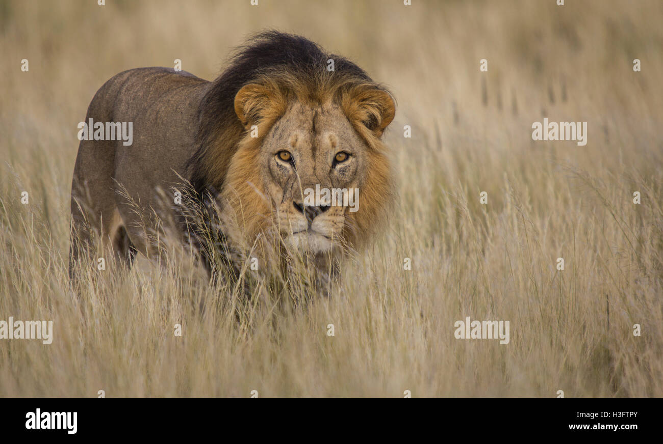 Lion mâle majestueux isolés dans les hautes herbes avec les yeux Banque D'Images