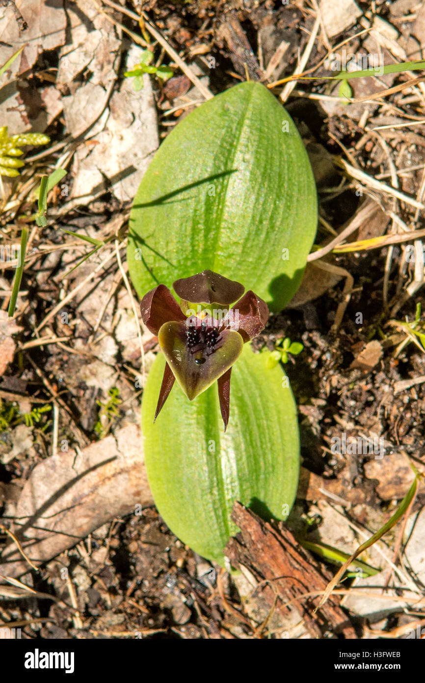 Chiloglottis valideurs, oiseau commun Orchid dans Baluk Willem de Flore, Belgrave Sud, Victoria, Australie Banque D'Images