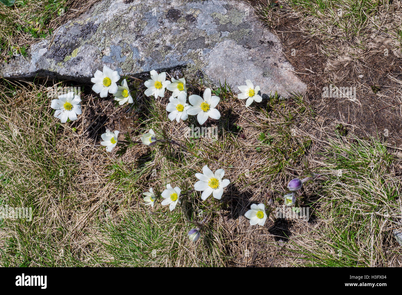 La montagne blanche fleurs poussent sur la route touristique dans les montagnes de l'Europe Banque D'Images