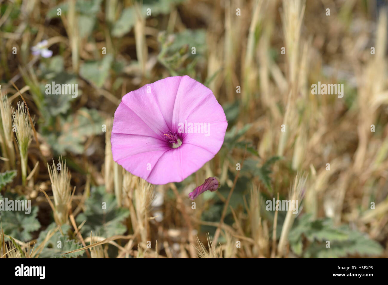 À feuilles de mauve - liseron des champs Convolvulus althaeoides fleur  sauvage Rose à partir de Chypre Photo Stock - Alamy