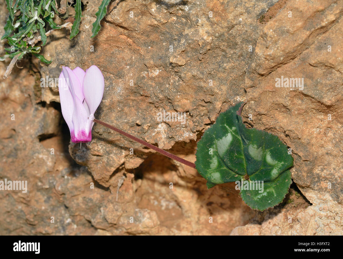 Cyclamen de Perse - Cyclamen persicum croissant sur rock Banque D'Images