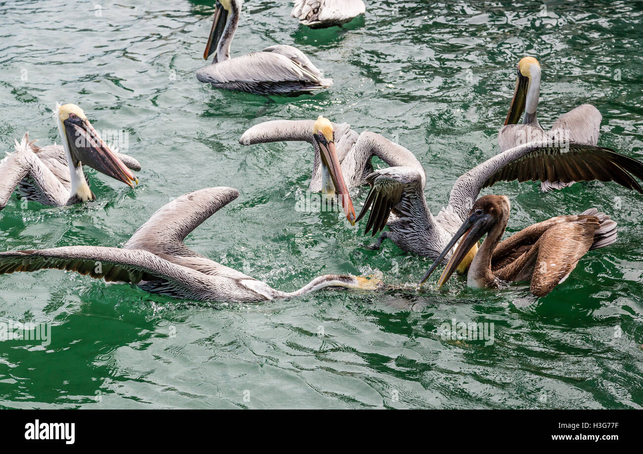 Les pélicans se nourrissant de poisson frais dans un port de pêche Banque D'Images