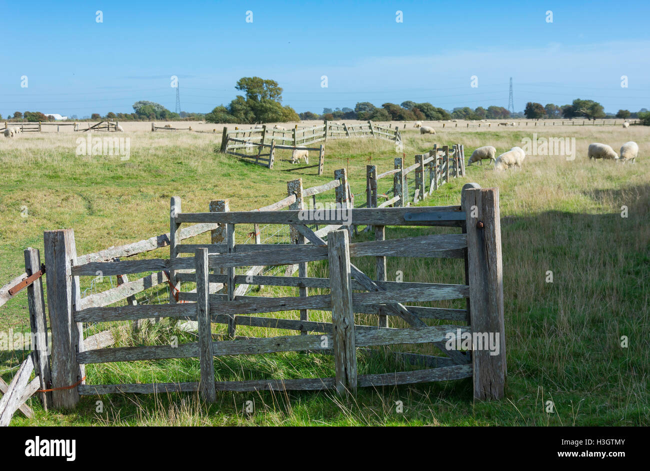 Domaine avec des moutons et des clôtures, Old Romney, Kent, Angleterre, Royaume-Uni Banque D'Images