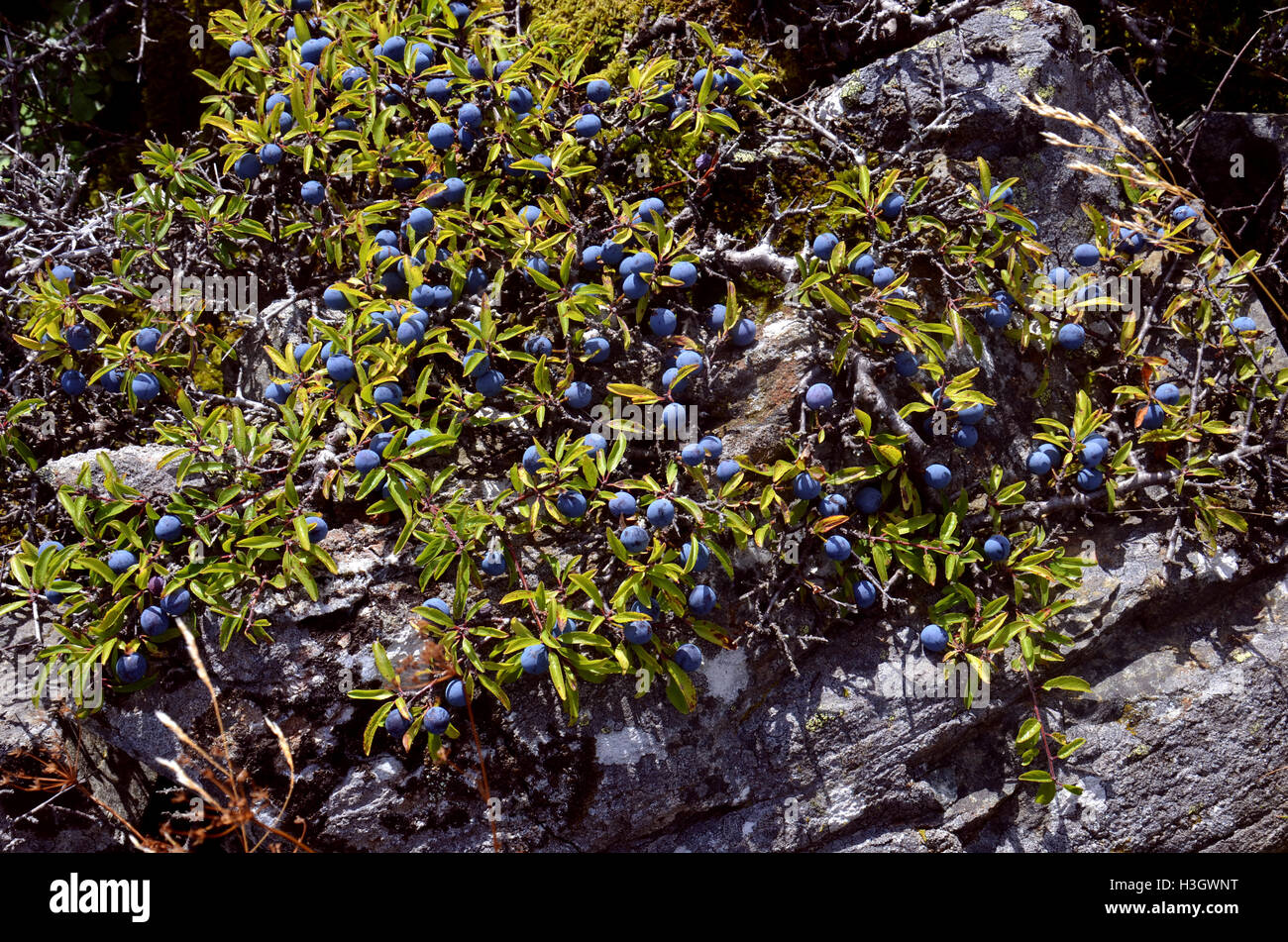 Baies bleu usine balnéaire sur un rocher, côte ouest de la Suède Banque D'Images