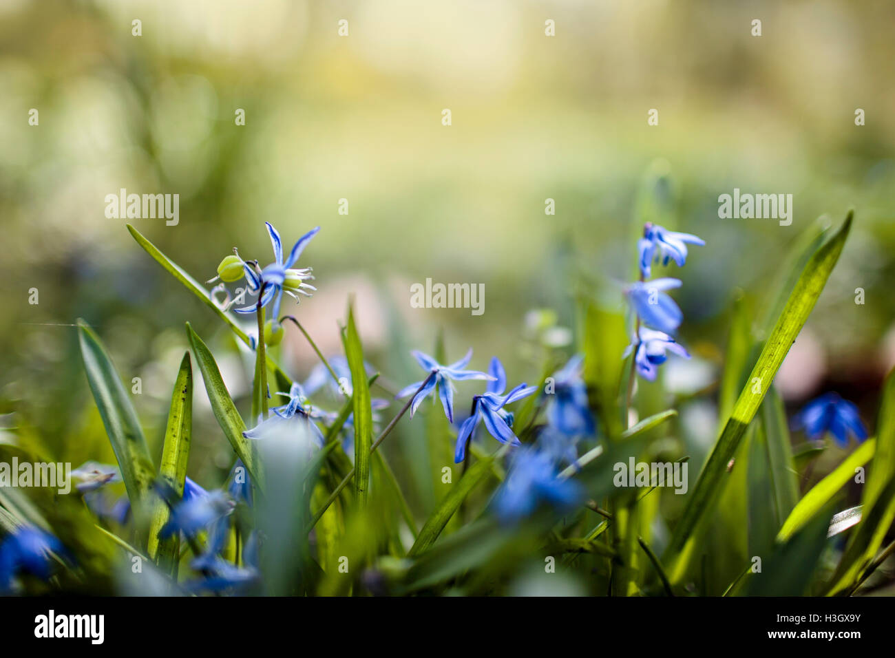 Groupe de Scilla bleu fleurs au début du printemps le temps Banque D'Images