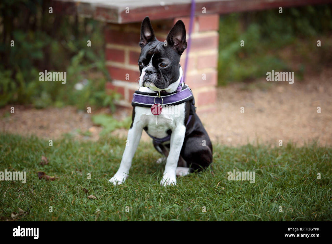 Boston Terrier se reposant après jeux en plein air Banque D'Images