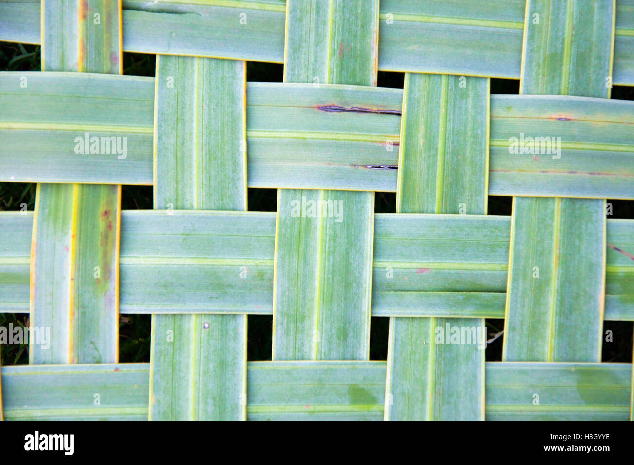 Palmier Vert feuilles tressées, direction générale de la nature de fond plein cadre. Banque D'Images