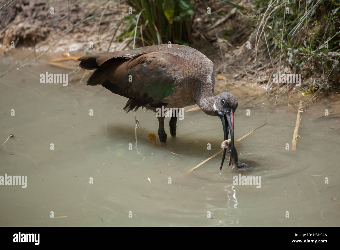 (Bostrychia hagedash Ibis hagedash), également connu sous le nom de hadeda ibis. Des animaux de la faune. Banque D'Images