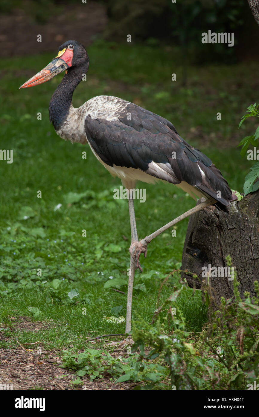 Saddle-billed stork (Ephippiorhynchus senegalensis). Des animaux de la faune. Banque D'Images