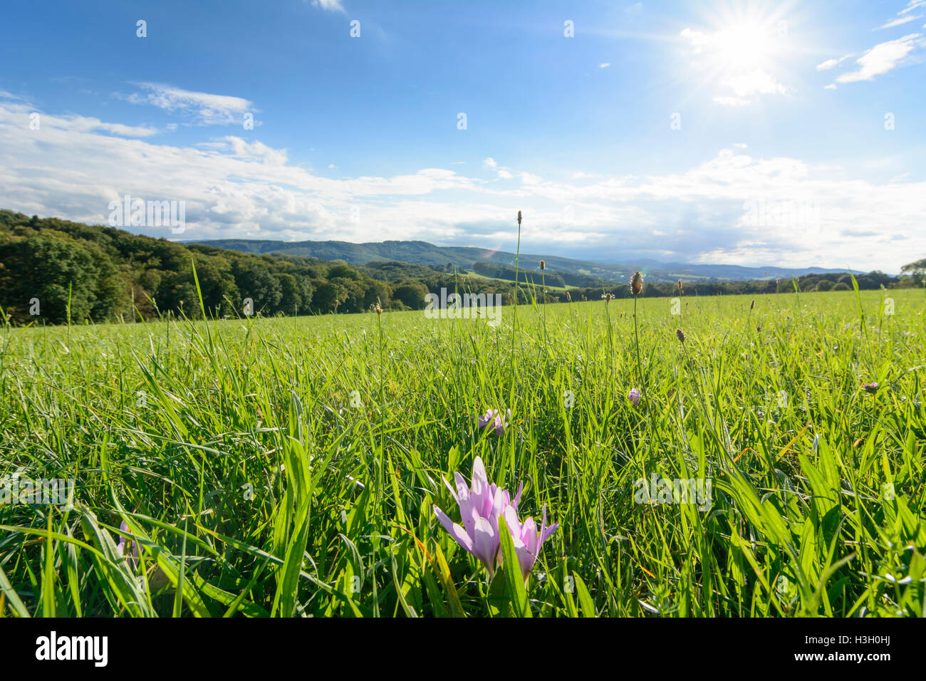 Maria-Anzbach : afficher en bois de Vienne, Herbstzeitlose (crocus d'automne, meadow safran, Colchicum autumnale), Woo, Vienne Wienerwald Banque D'Images
