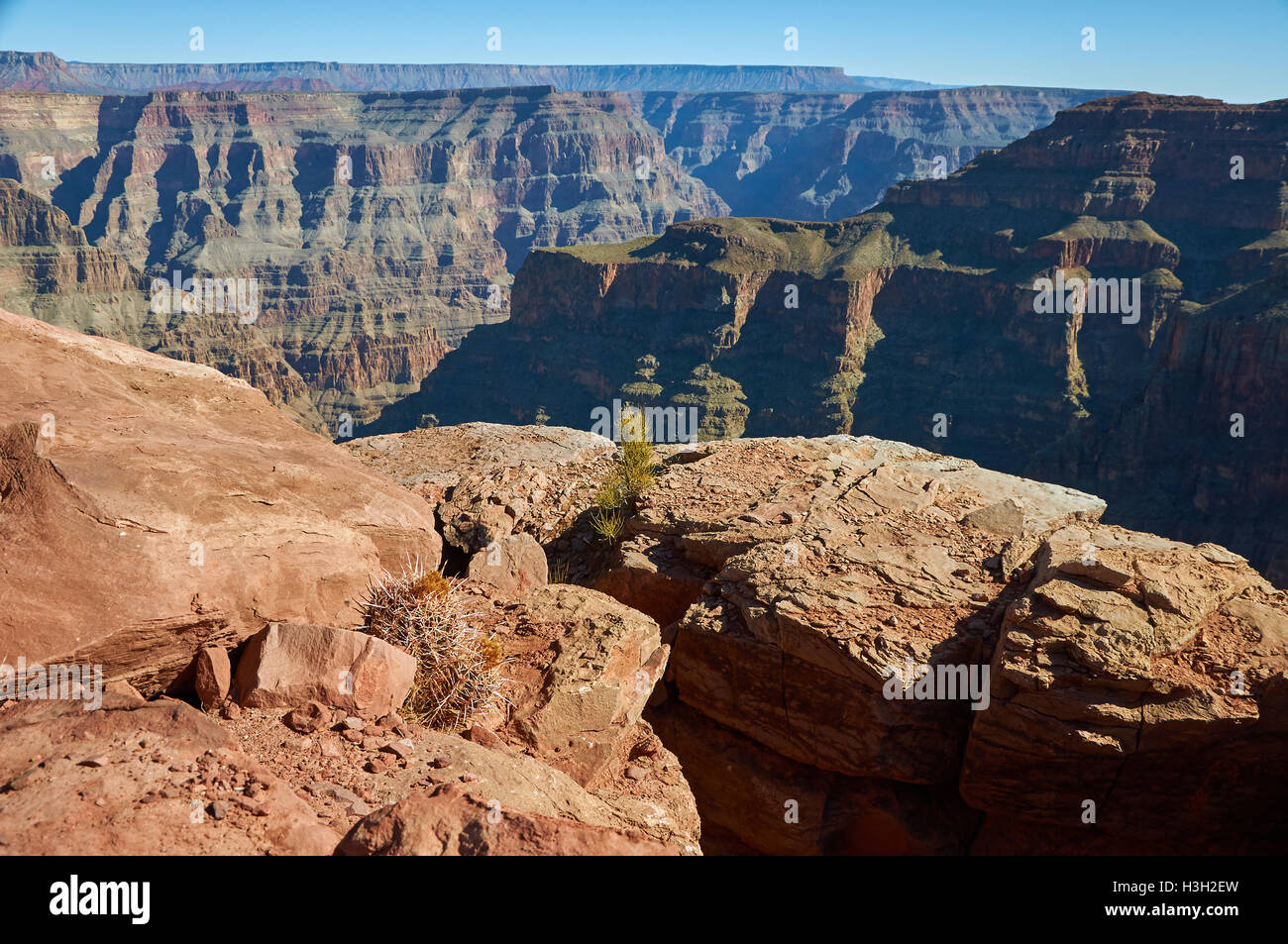 Deux cactus sur les falaises du grand canyon Banque D'Images