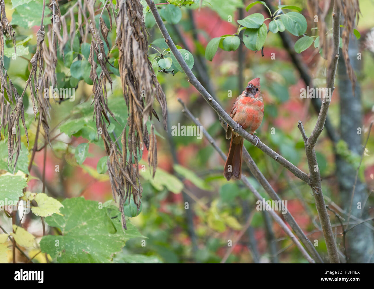 Un homme robin dans un bois vert Banque D'Images