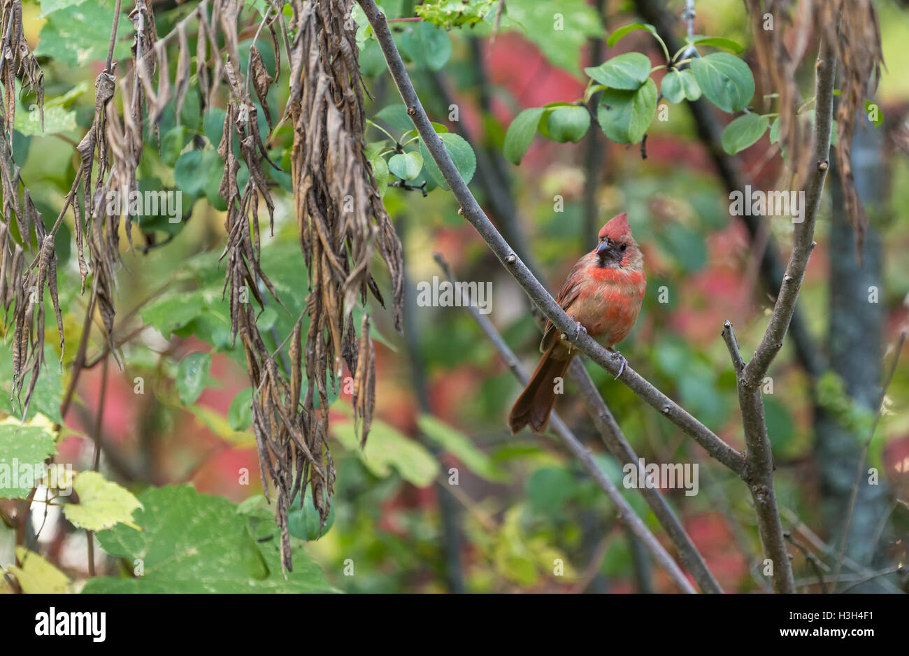 Un homme robin dans un bois vert Banque D'Images