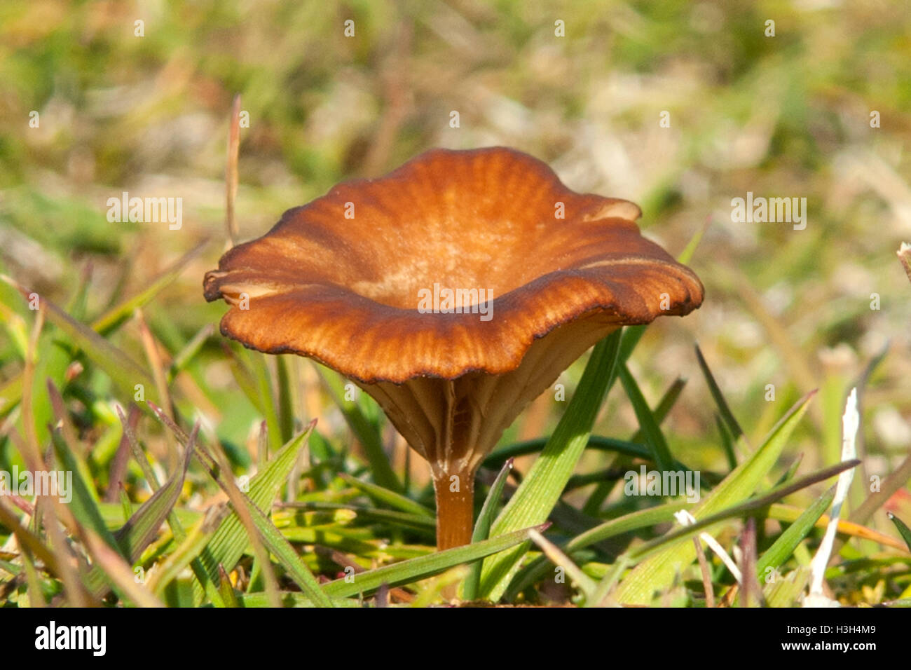Hygrophoropsis aurantiaca, fausse chanterelle sur Svalbard, Norvège Banque D'Images