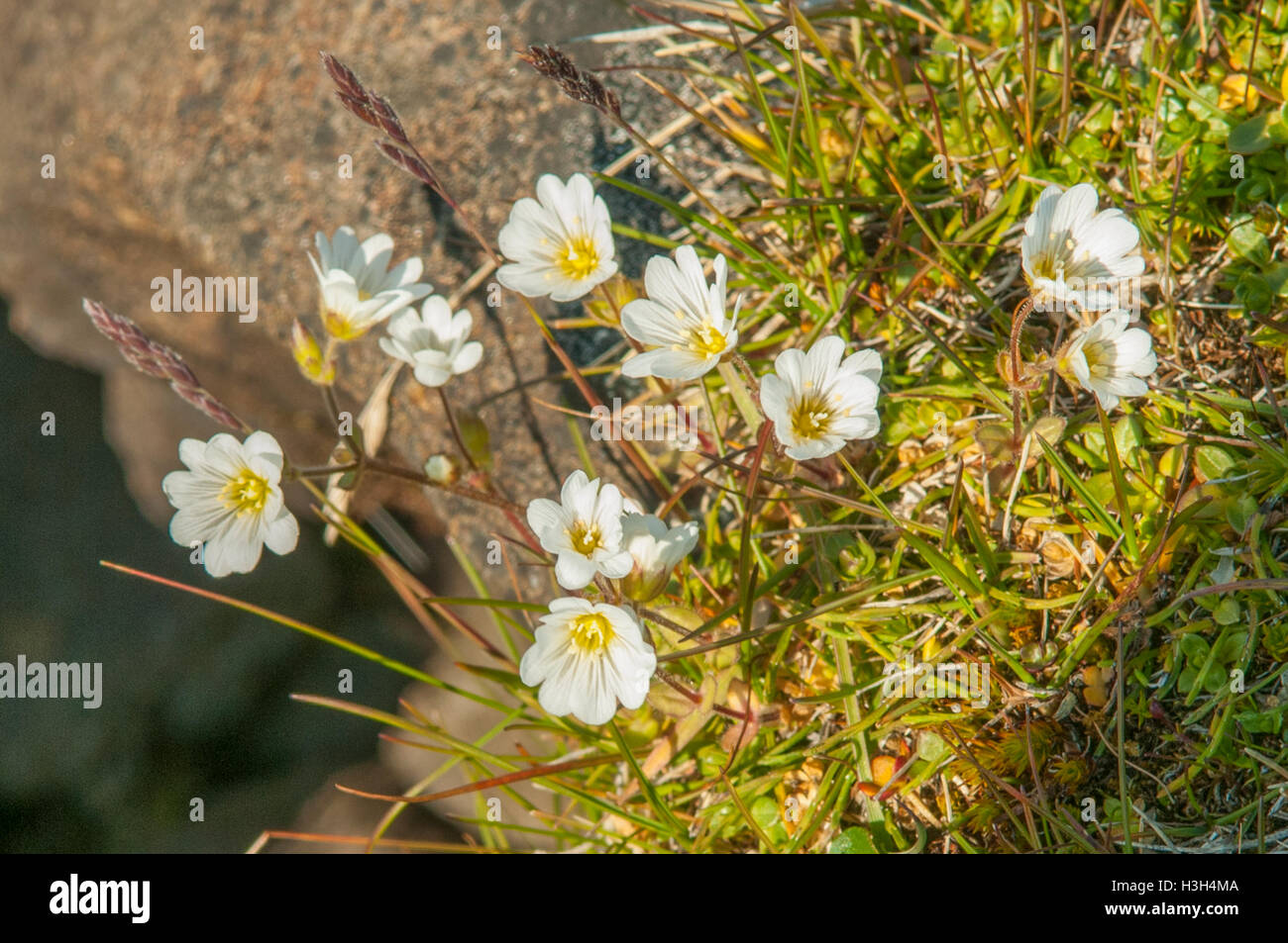 Cerastium arcticum, Arctique Mouse-ear au Sundneset, Svalbard, Norvège Banque D'Images