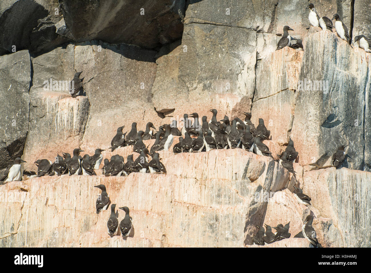 Les Guillemots de Brünnich, Uria lomvia nidifiant à Alkefjellet Banque D'Images