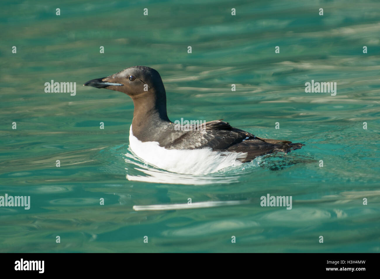 Guillemot de Brünnich (Uria lomvia) Banque D'Images