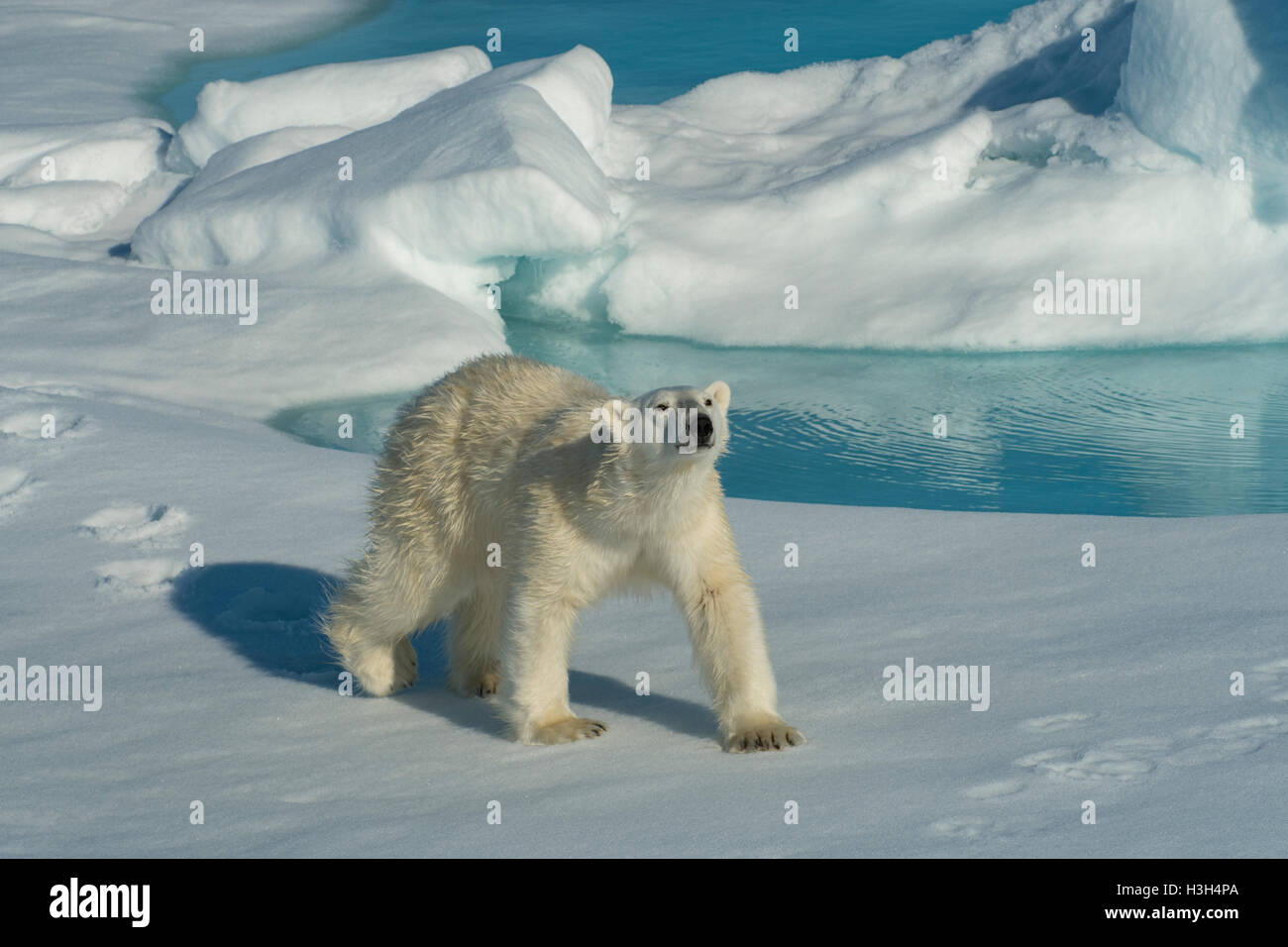 L'ours blanc, Ursus maritimus, au nord du Svalbard, Norvège Banque D'Images