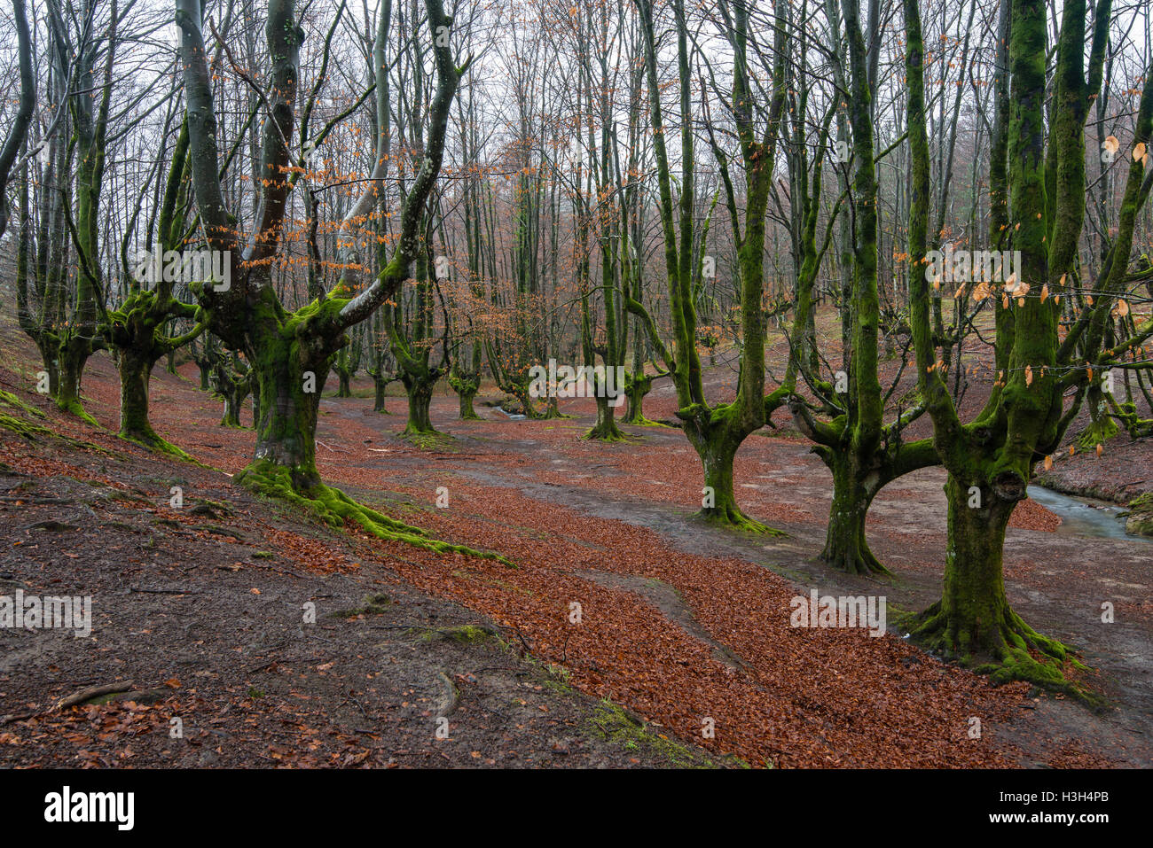 Nature park Gorbea, parc naturel de Gorbea, forêt de Otzarreta, Gorbeia, Pays Basque, Bizkaia, Espagne Banque D'Images