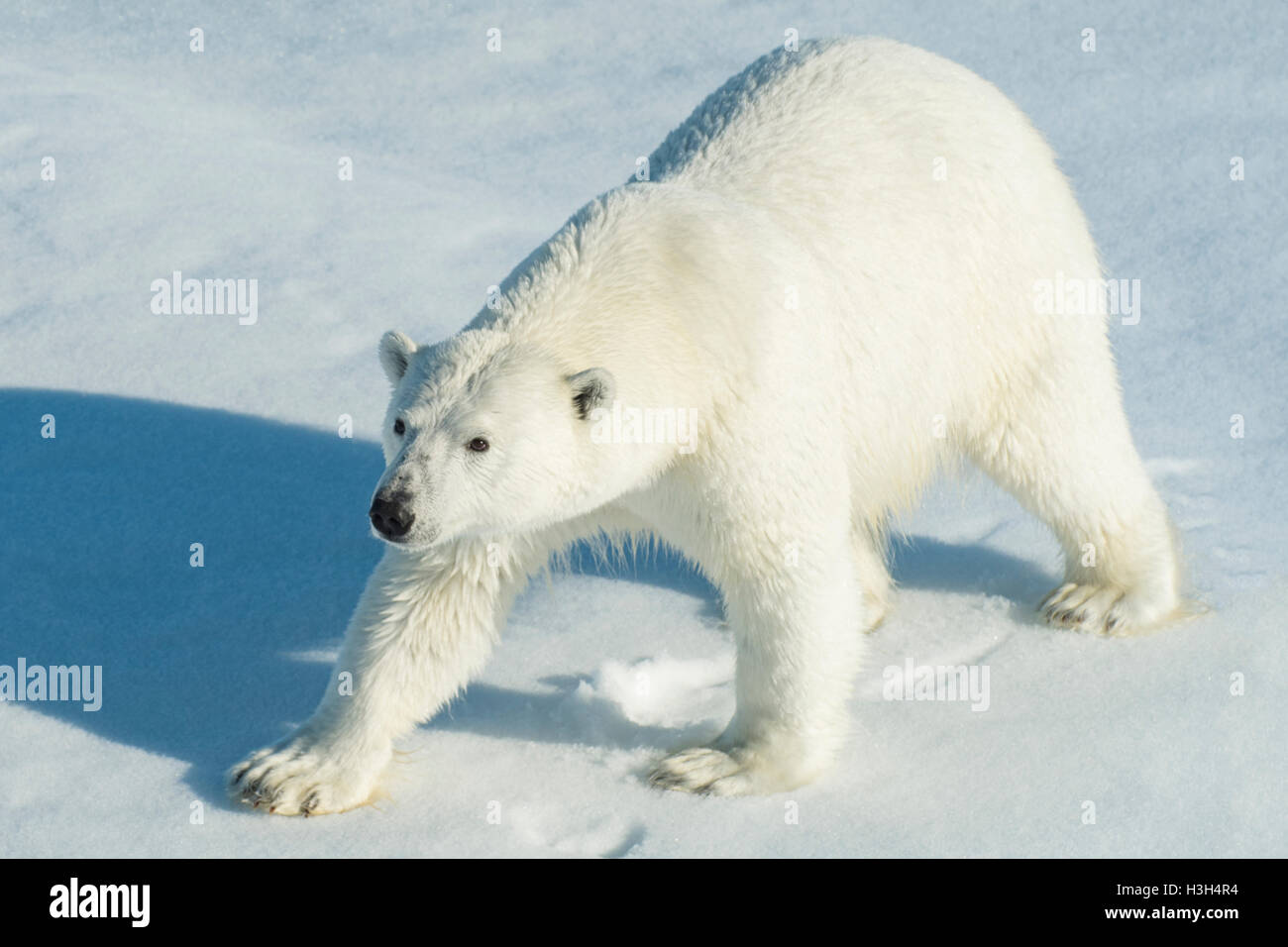L'ours blanc, Ursus maritimus, au nord du Svalbard, Norvège Banque D'Images
