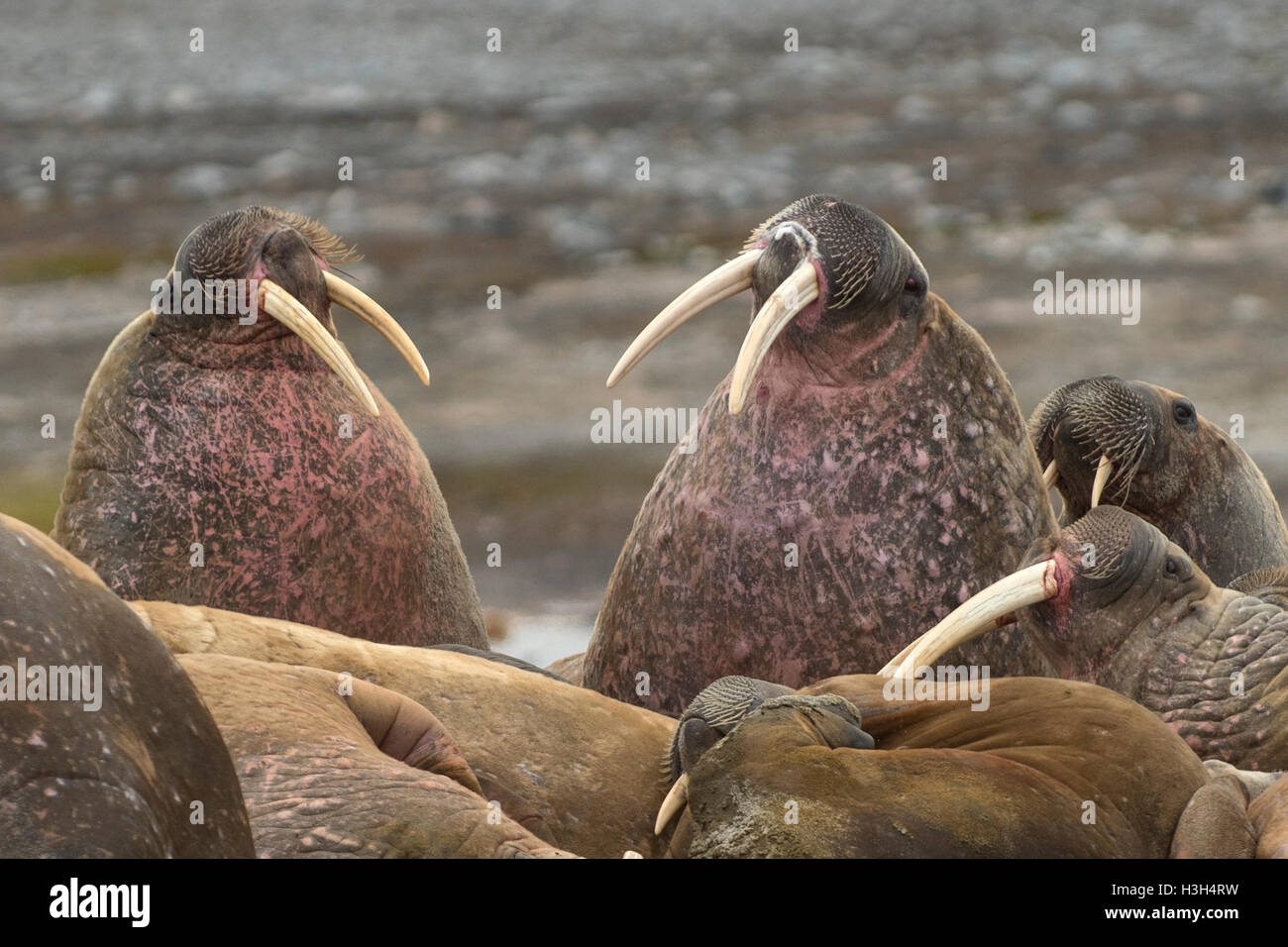 Les Morses, Odobenus rosmarus, Svalbard, Norvège Banque D'Images