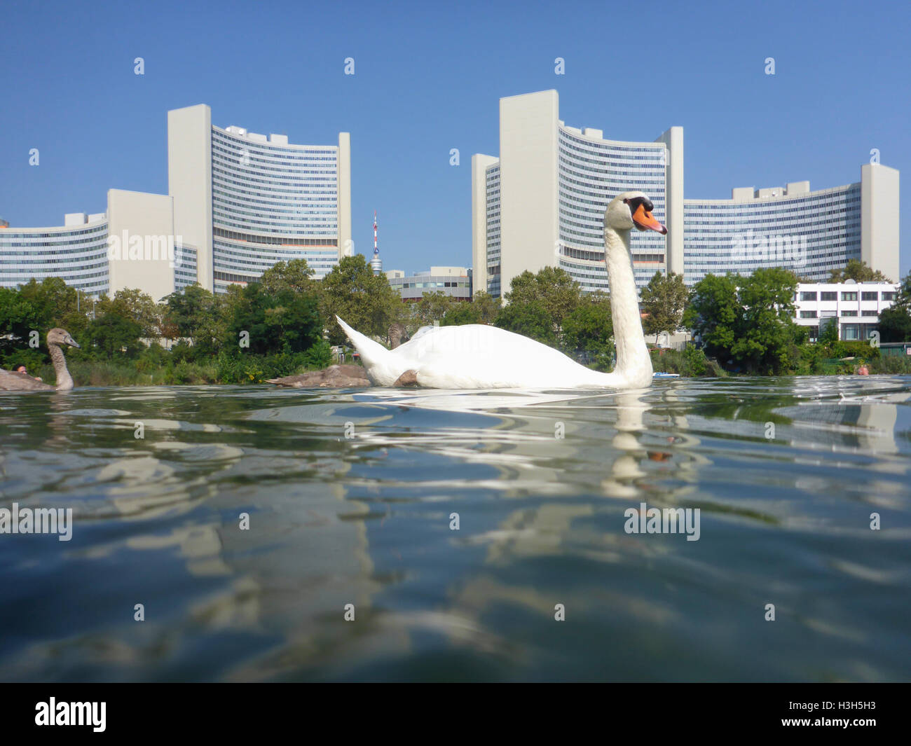 Wien, Vienne : la famille cygne muet cygnets (Cygnus olor), au lac Kaiserwasser Vienna International Centre (UNO), 22, Wien, Autriche. Banque D'Images