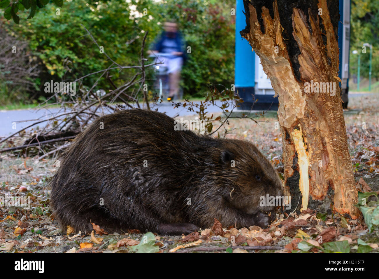 Wien, Vienne : castor européen (Castor fiber) est tombée à proximité d'arbres abattage au sentier (Alte Donau Vieux Danube), passant cy Banque D'Images