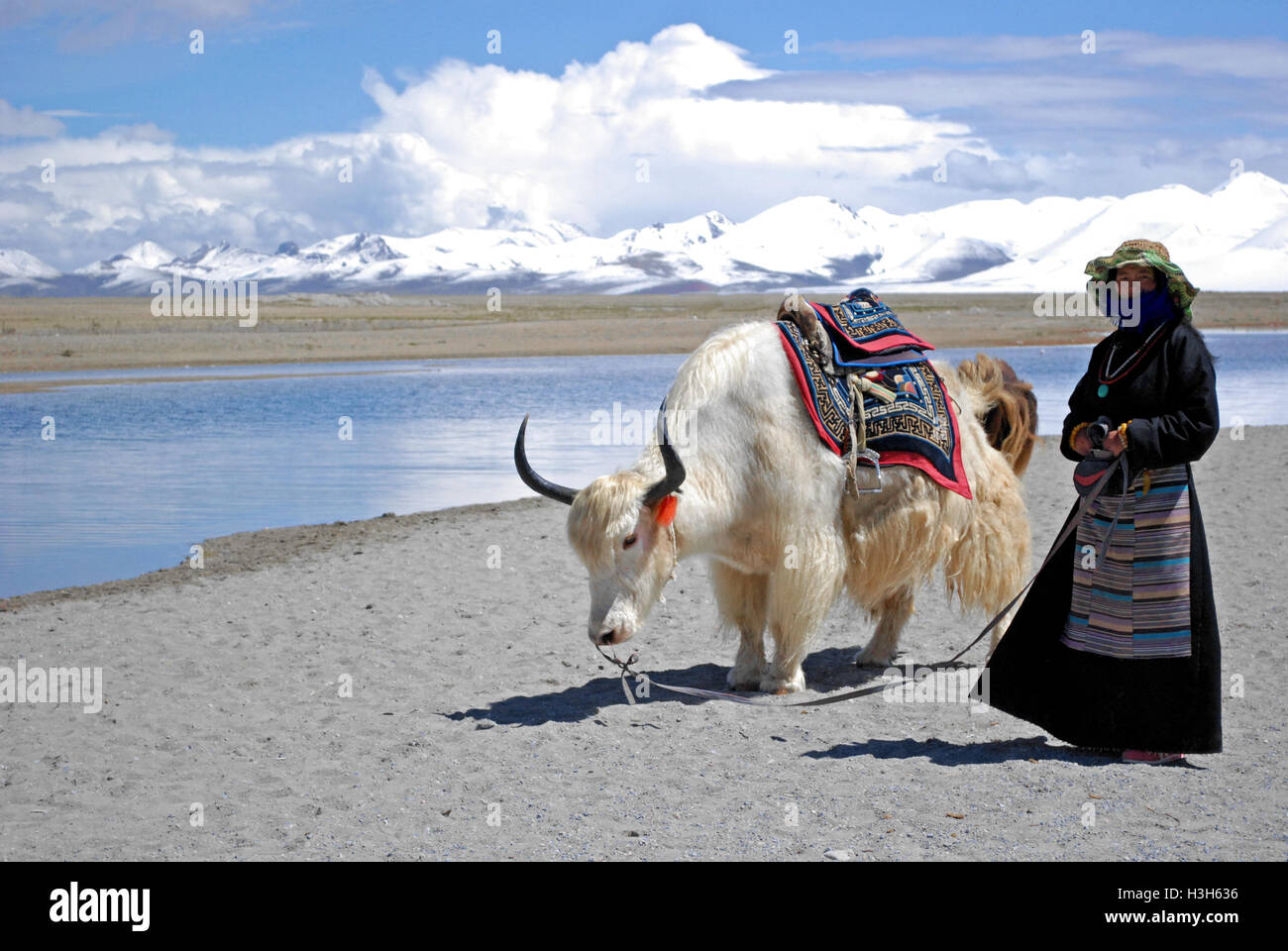 Dame tibétaine yak la conduit le long des rives du Lac Namtso, Tibet. Banque D'Images