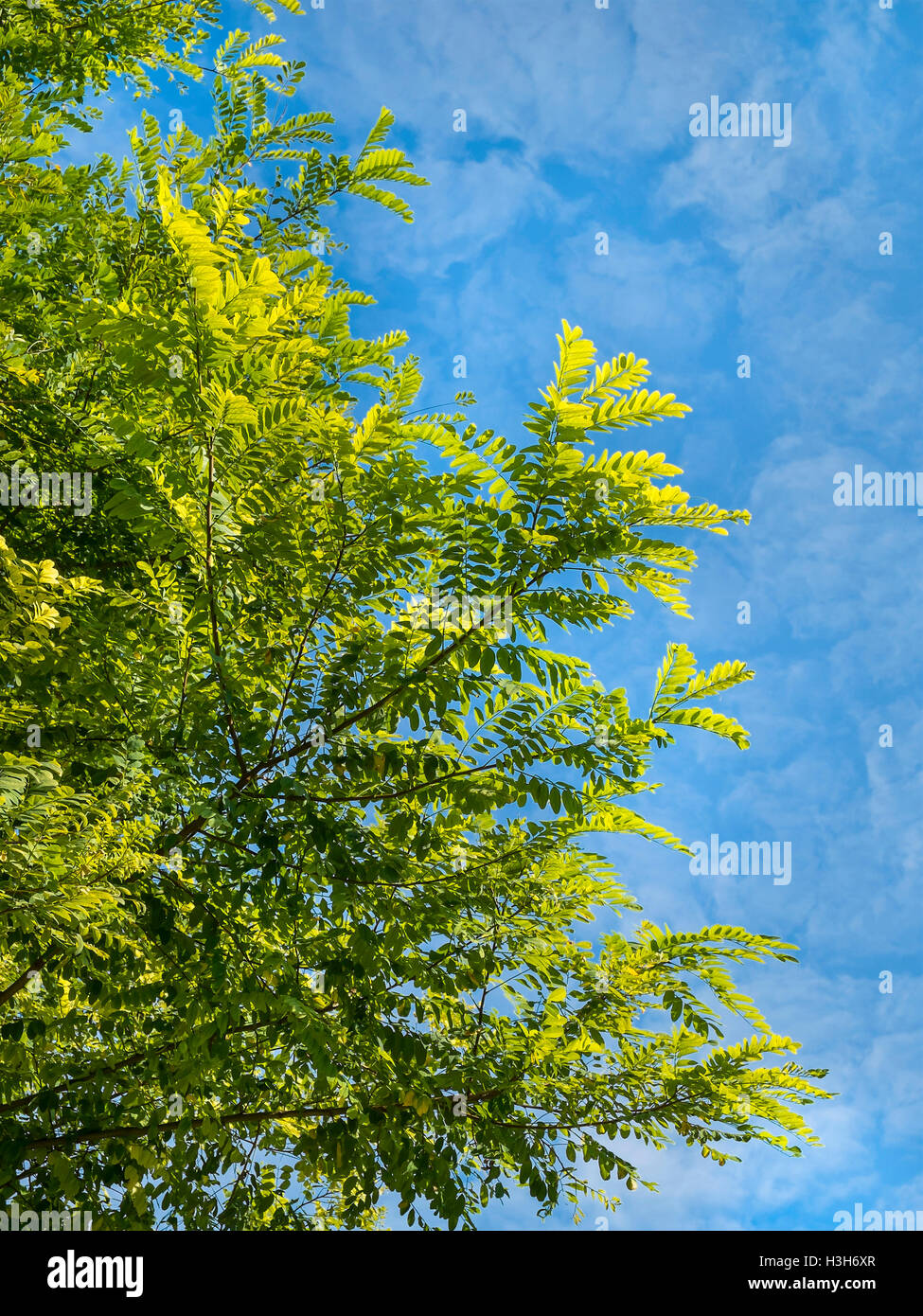 La lumière du soleil qui brillait à travers les feuilles des arbres d'Acacia - France. Banque D'Images