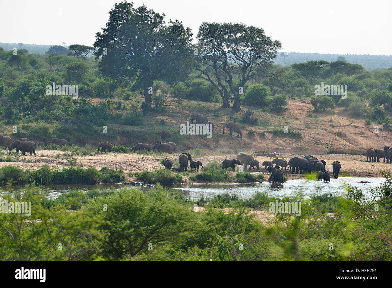 Troupeau d'éléphants (jusqu'à 52 personnes) traversant une traversée en eau basse sur la rivière Sabie, parc national Kruger, Afrique du Sud Banque D'Images