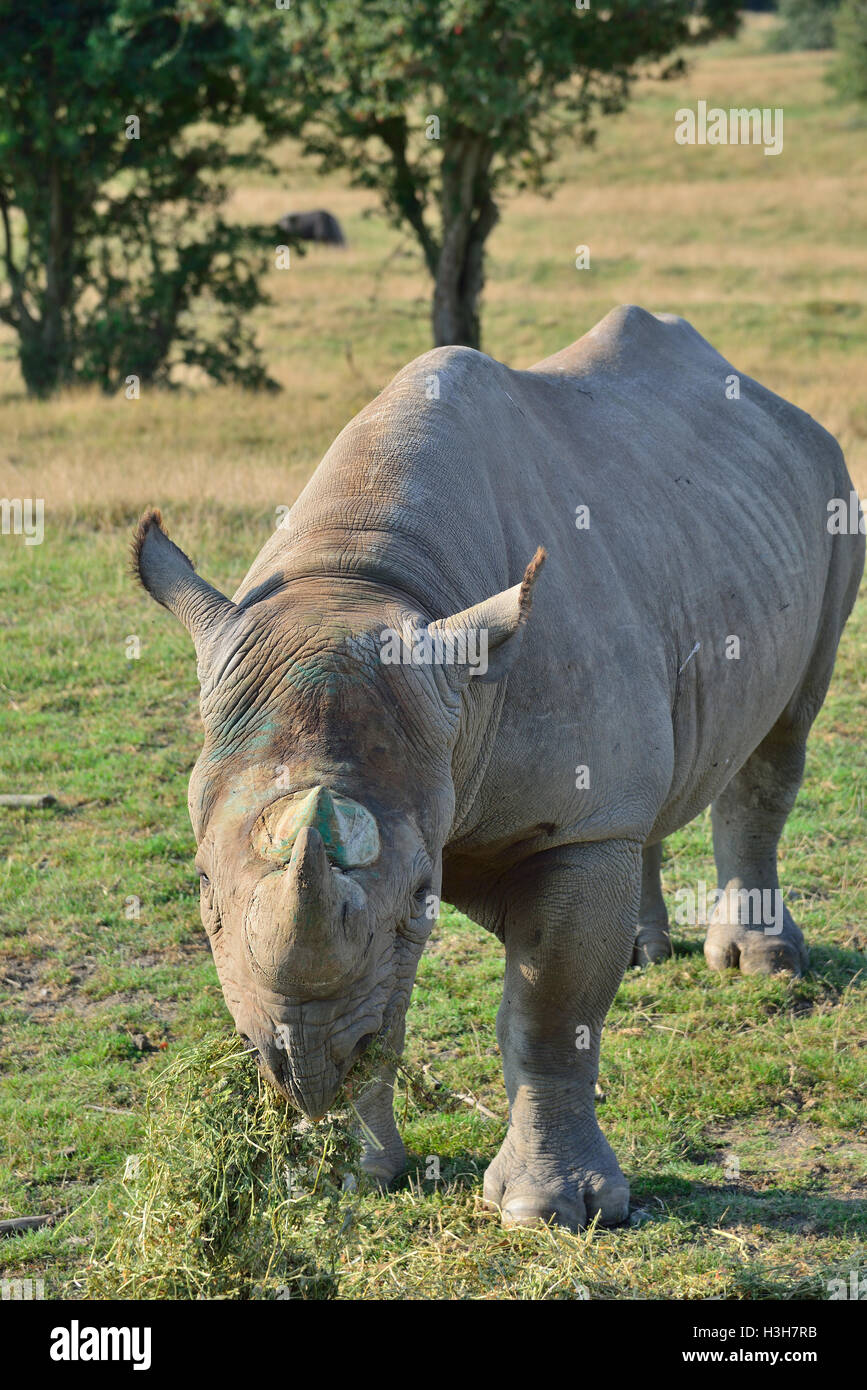 Un rhinocéros noir de l'est (Diceros bicornis michaeli) en danger critique de disparition qui broutage au parc animalier de Port Lympne, Kent, Angleterre, Royaume-Uni Banque D'Images