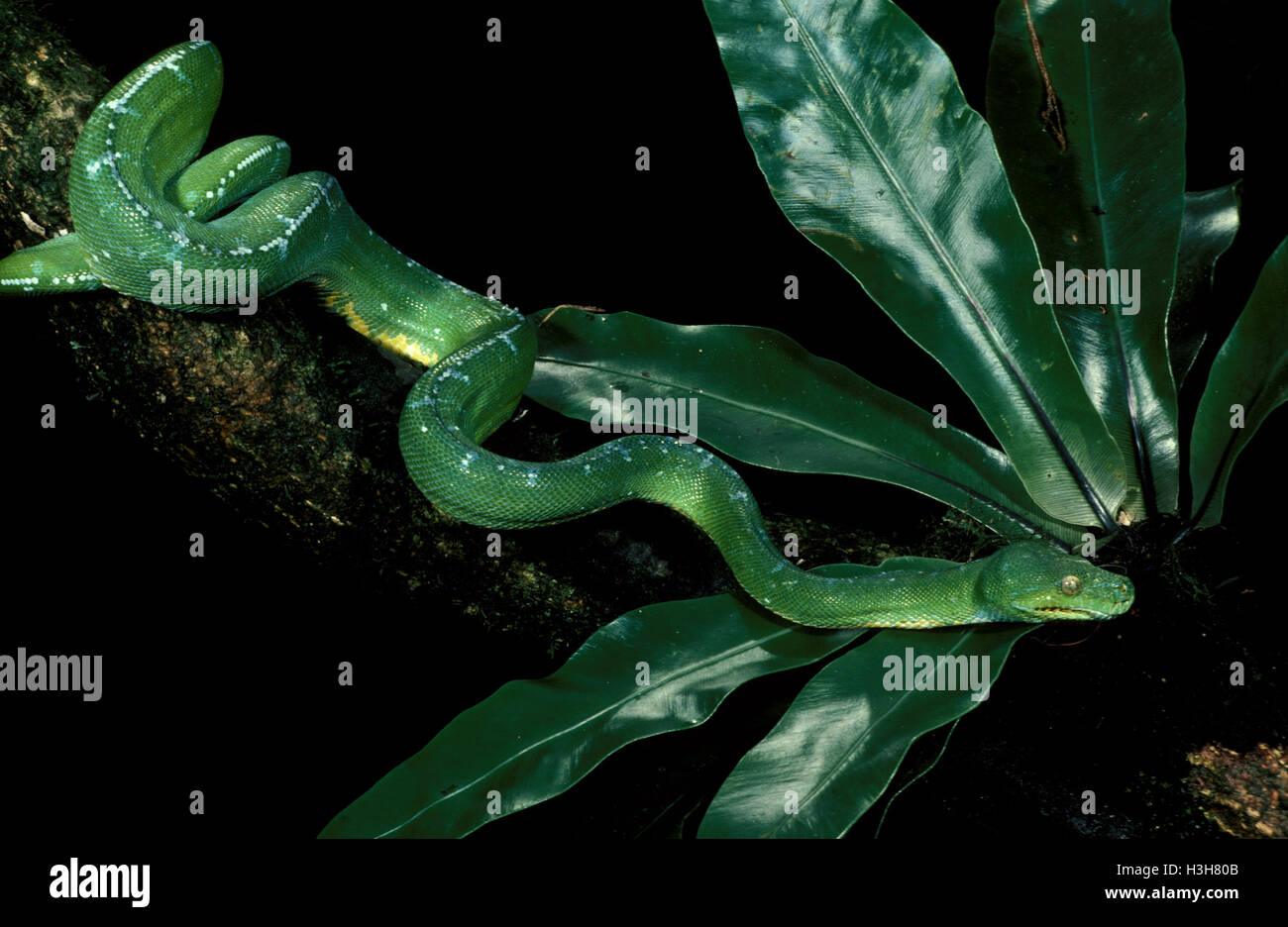 Green Tree python (Morelia viridis) Banque D'Images