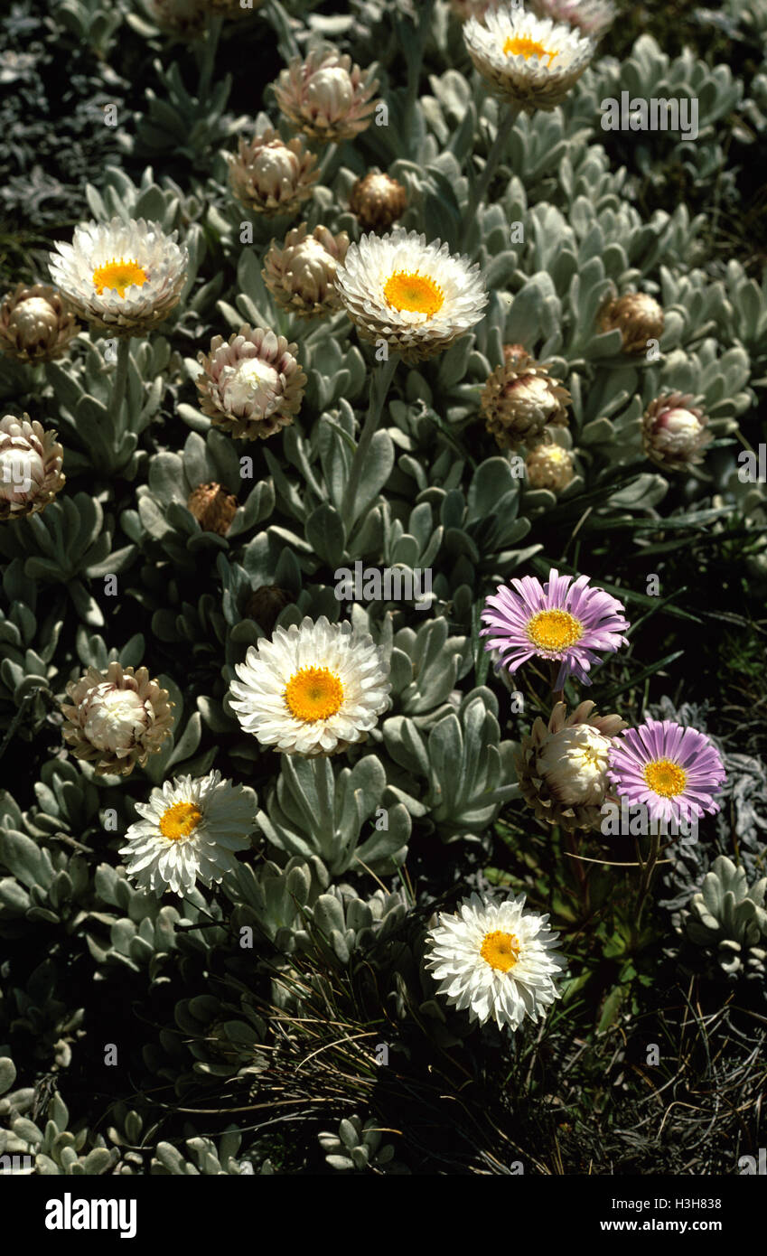 Sunray alpin (leucochrysum albicans) Banque D'Images