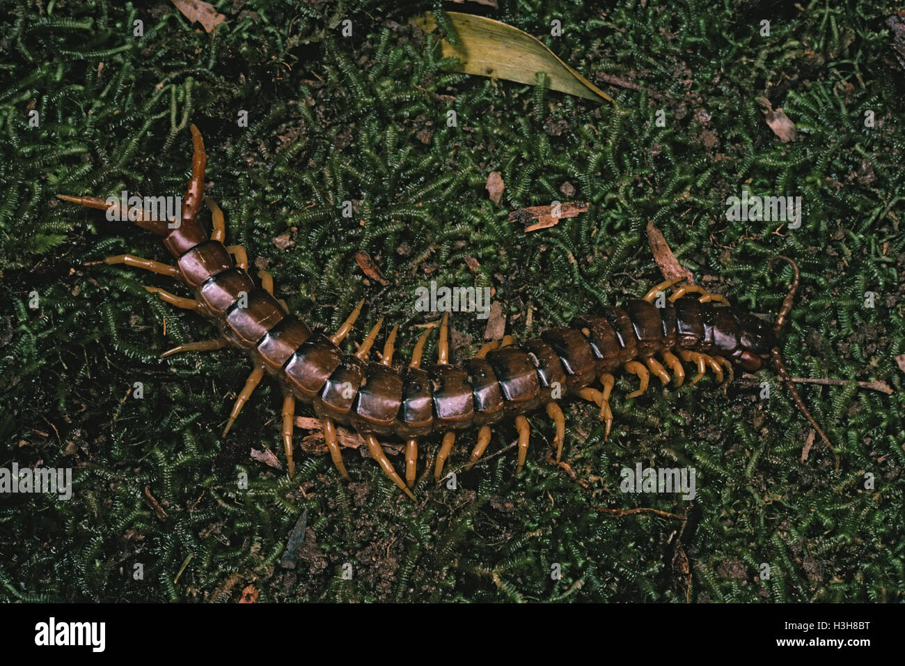 Blueleg centipede (ethmostigmus rubripes) Banque D'Images