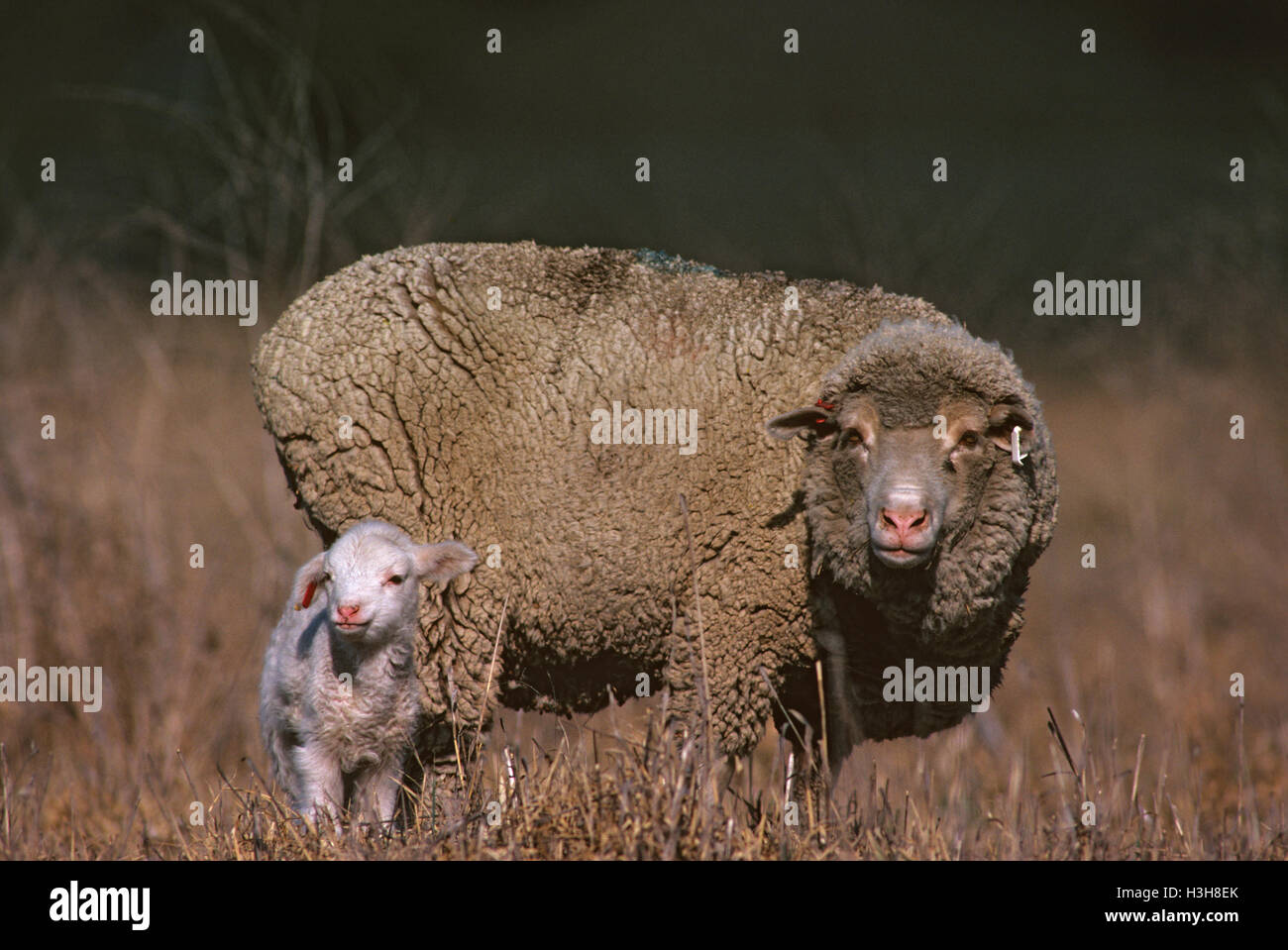 Le mouton domestique (Ovis aries) Banque D'Images